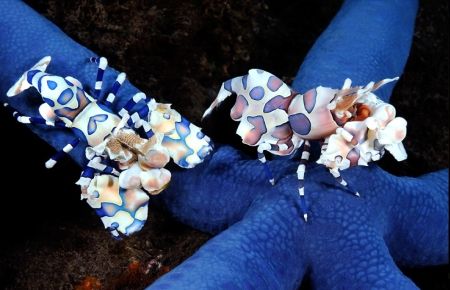 Marmara Sualtı Görüntüleme Festivali 