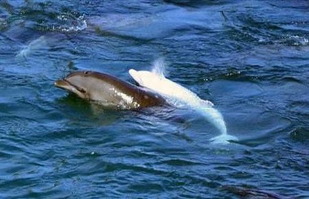 Nadir ''albino yunus'' akvaryuma satılacak