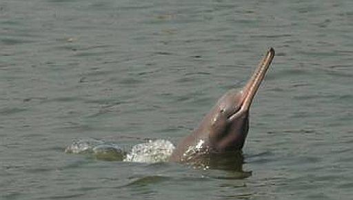 Nehir Yunuslarını Kurtarmak İçin...