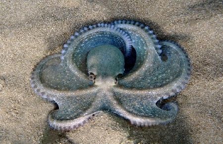 Ödül Kazandıran Sualtı Kareleri