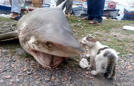 Oltaya Köpekbalığı Takıldı