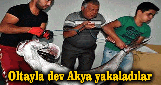 Oltayla dev akya yakaladılar