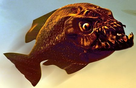 Piranalar 70 kişiyi ısırdı!