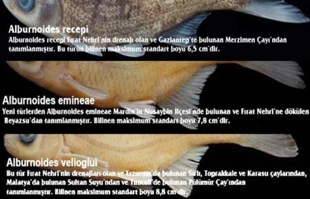 RTEÜ 3 tür balık keşfetti