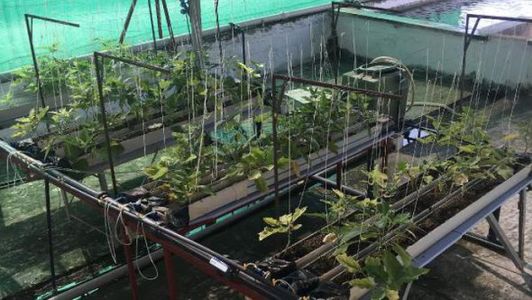 Türkiye'de İlk Kez, Balık Dışkısı Gübre Olarak Kullanıldı