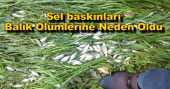 Sel Baskınları, Balık Ölümlerine Neden Oldu