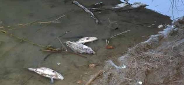 Balık Ölümlerinin Nedeni Belli Oldu