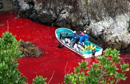  Şişe burunlu yunus avı bugün başlıyor