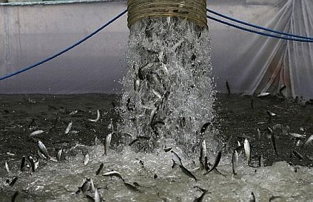 Somonların tankerle göçü