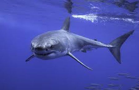 Sörfçü Robotla Takip!