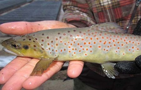 Soyu tükenmek üzere