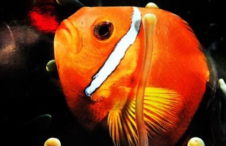 Sualtı fotoğrafları büyüledi