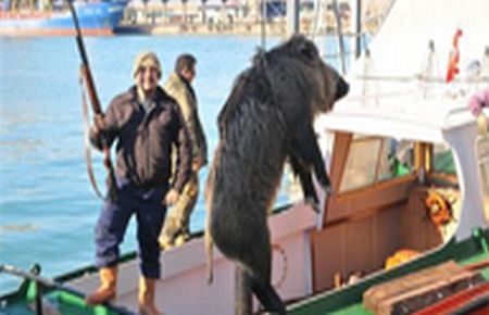 Tersanede domuz dehşeti