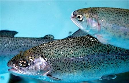 Türk alabalıkları Rus gümrüğüne takıldı