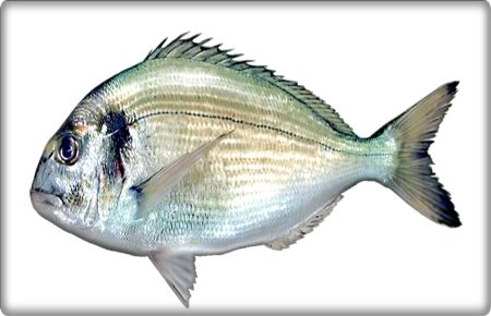 Türk çipurası Kore marketlerinde