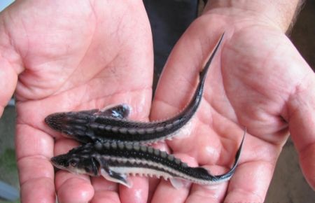 Türkiye Mersin Balığına Yeniden Kavuşuyor