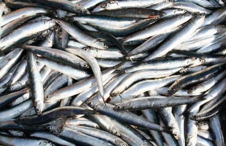 Vatandaş hamsiden 'şikayetçi'