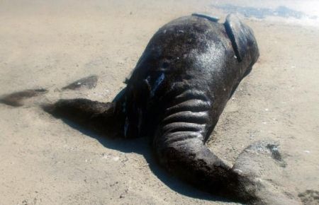 Yapışık iki balina bulundu!