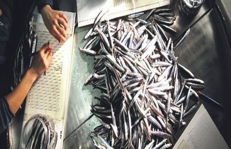 Yaz Sıcak Geçti Hamsi Geç Kaldı