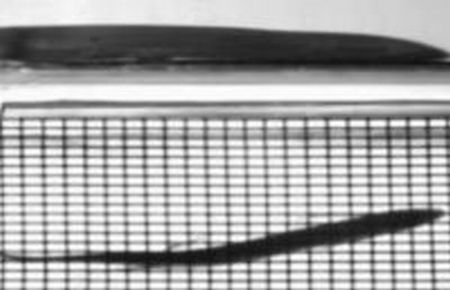 Yürüyen balık görüntülendi