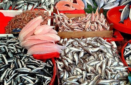 Zam şampiyonu balık!